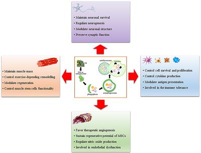 Autophagy in the Regulation of Tissue Differentiation and Homeostasis